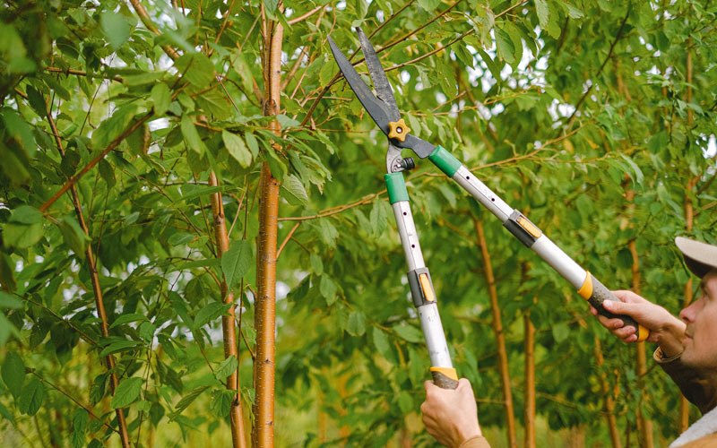 Tree trimming in Spalding, NE